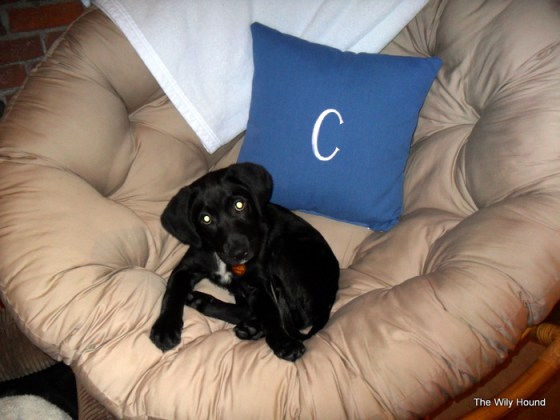 Digital Camera 190-001